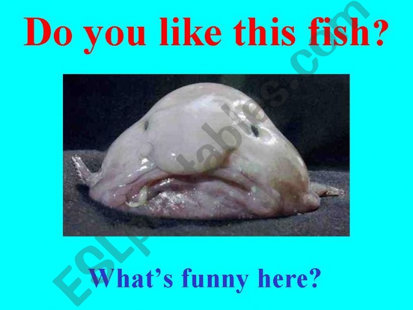 FUNNIEST FISH. Hottest facts and photos.