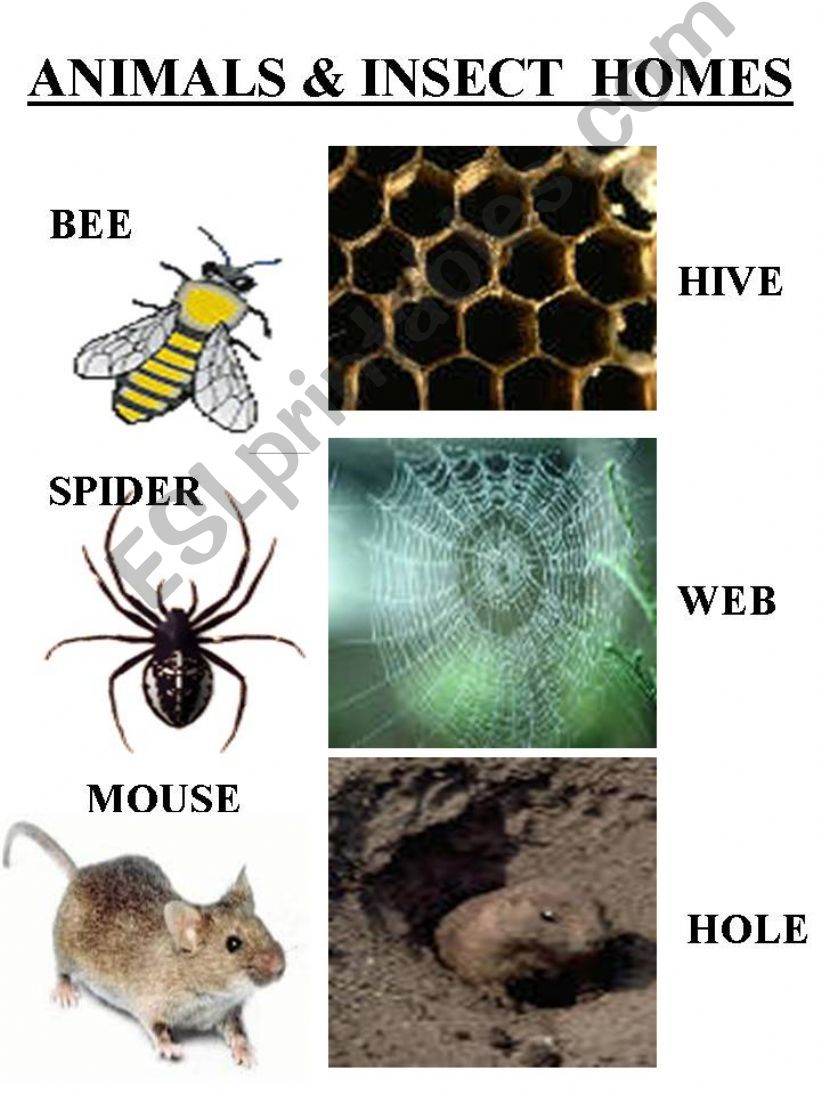 ANIMALS and INSECTS HOMES powerpoint