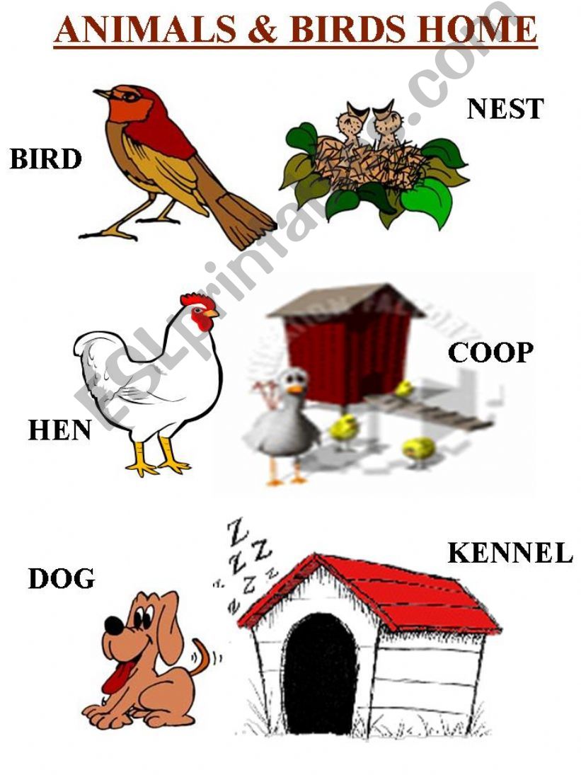 ESL - English PowerPoints: ANIMALS AND BIRDS HOME