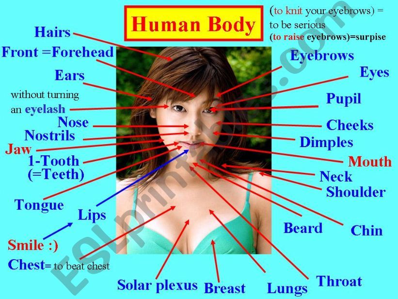Describing People: Human Body & Face Details