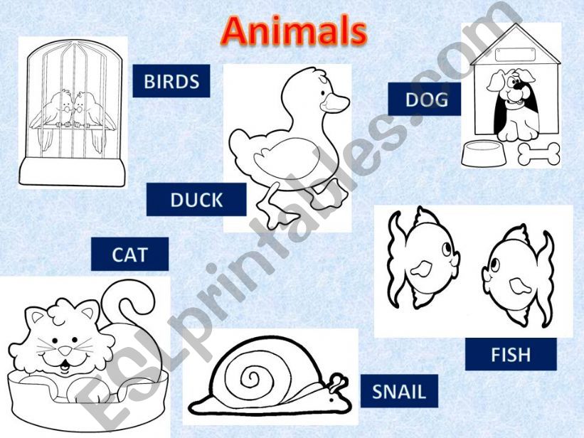 ANIMALS powerpoint