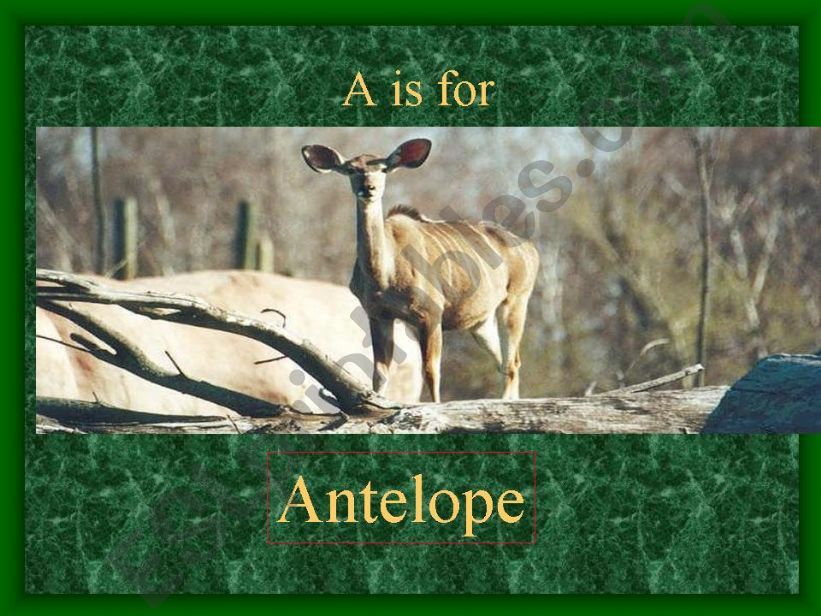 Animal Alphabet part 1 powerpoint