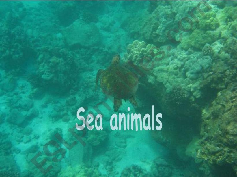 SEA ANIMALS powerpoint