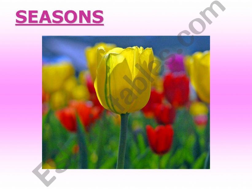 The seasons of the year powerpoint