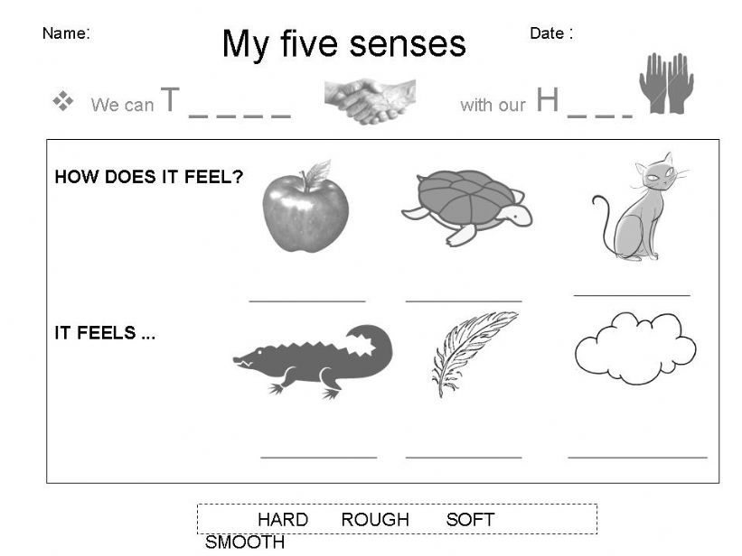 my senses: touch powerpoint