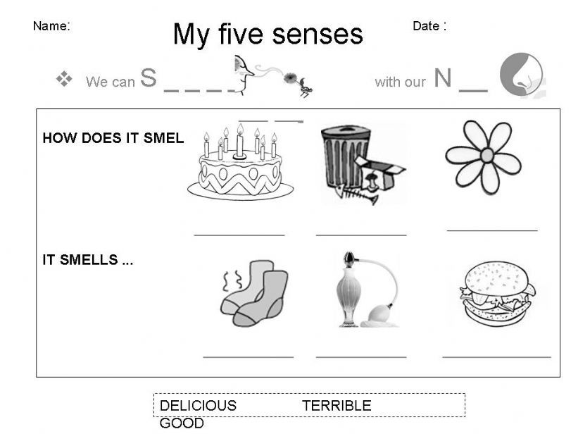 my senses: smell powerpoint