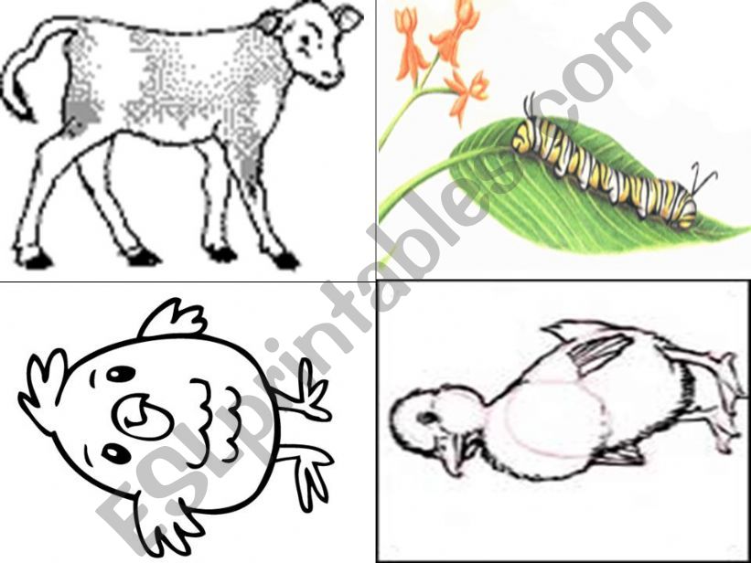 Baby animals powerpoint