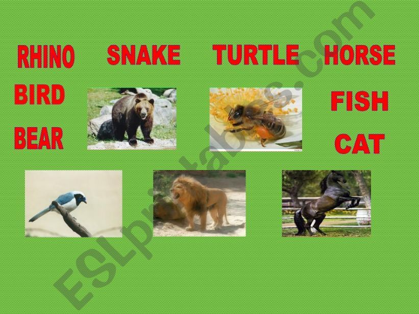 animals part 1 powerpoint