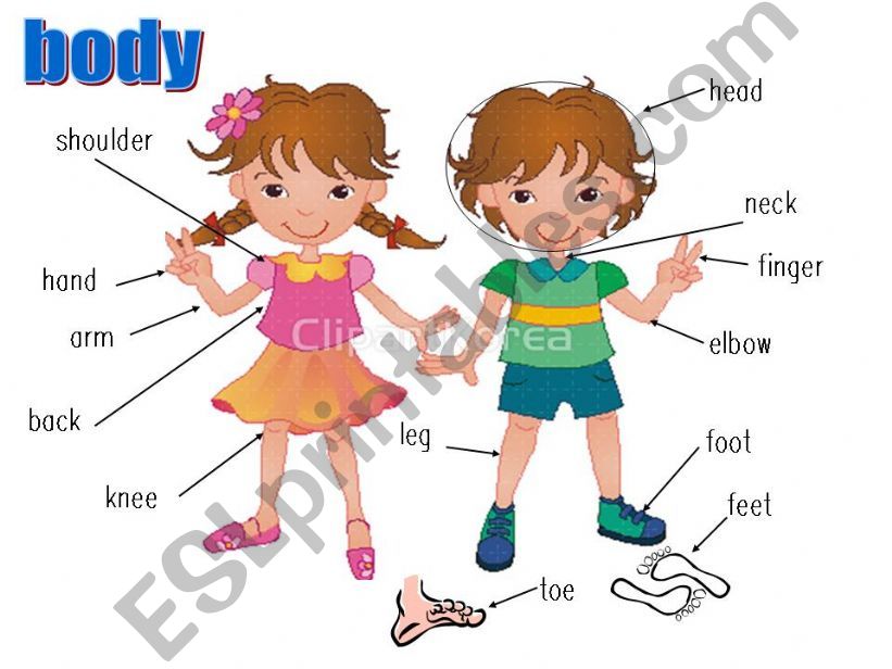 body parts powerpoint