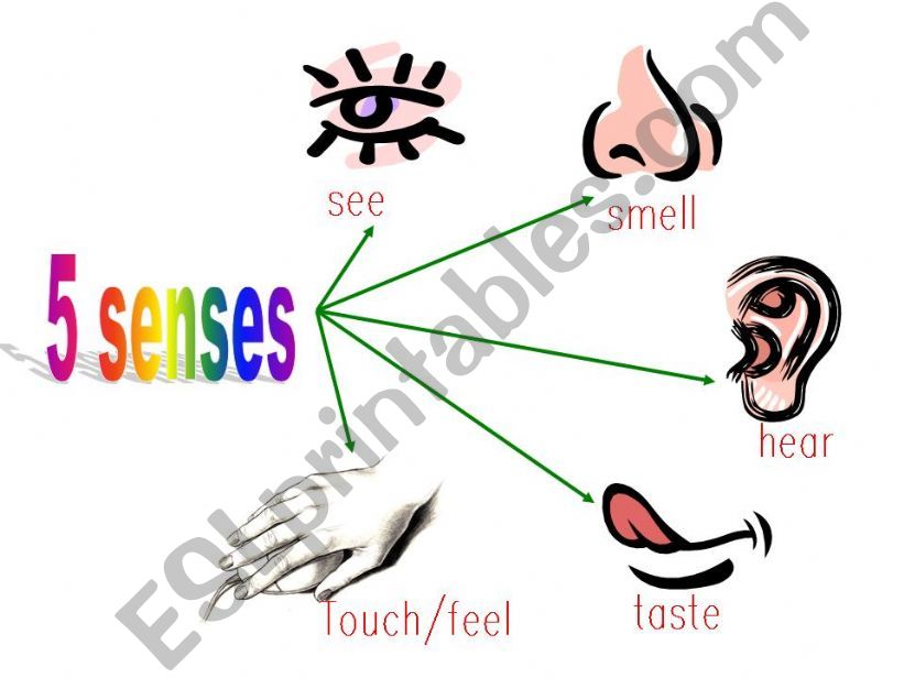 five senses powerpoint