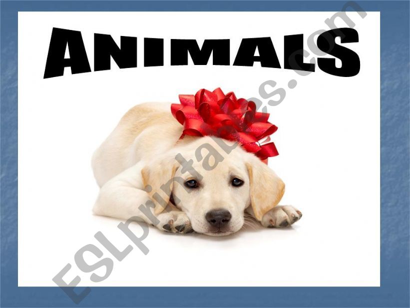 animals powerpoint