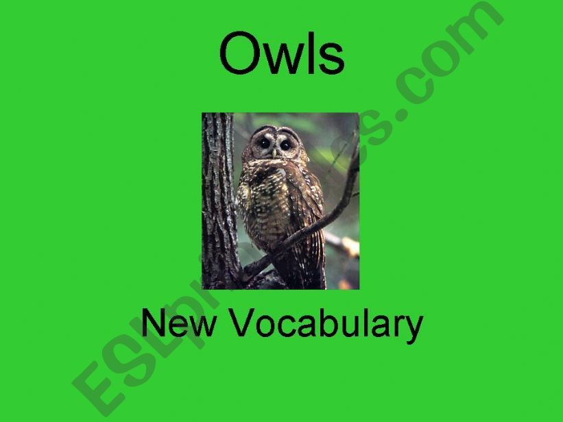 Vocabulary Powerpoint for Owls