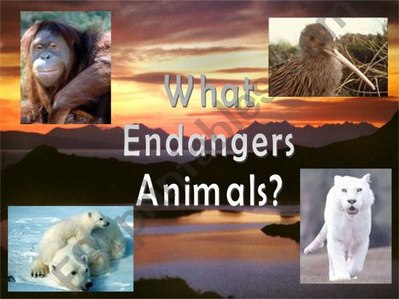 What endangers animals? powerpoint