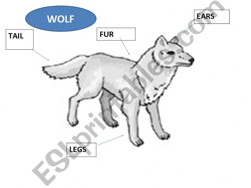 parts of animal bodies powerpoint