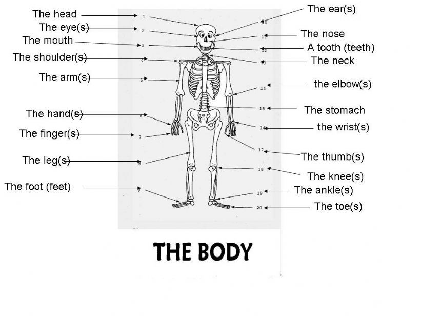 The human body powerpoint