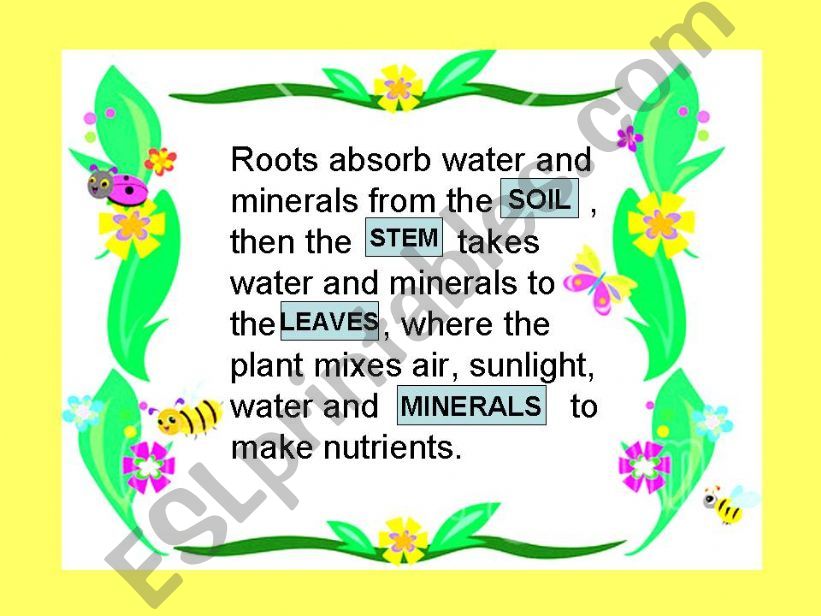 PLANTS (3) powerpoint