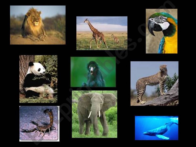 Animals powerpoint