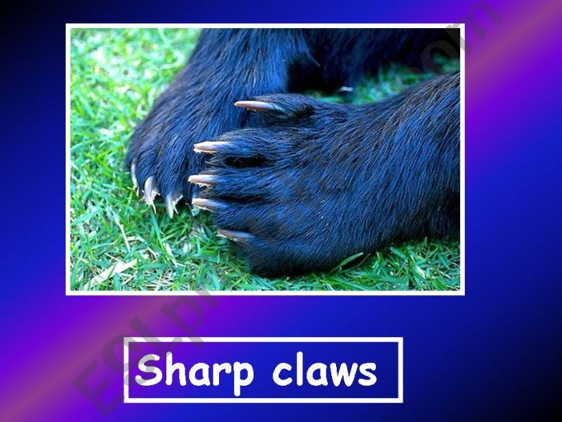ESL - English PowerPoints: How do animals protect themselves ESL - English PowerPoints: How do animals protect themselves