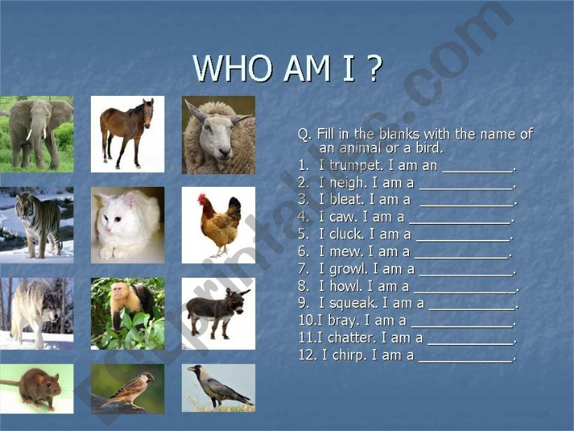 Animal worksheet 3 - Who am I?