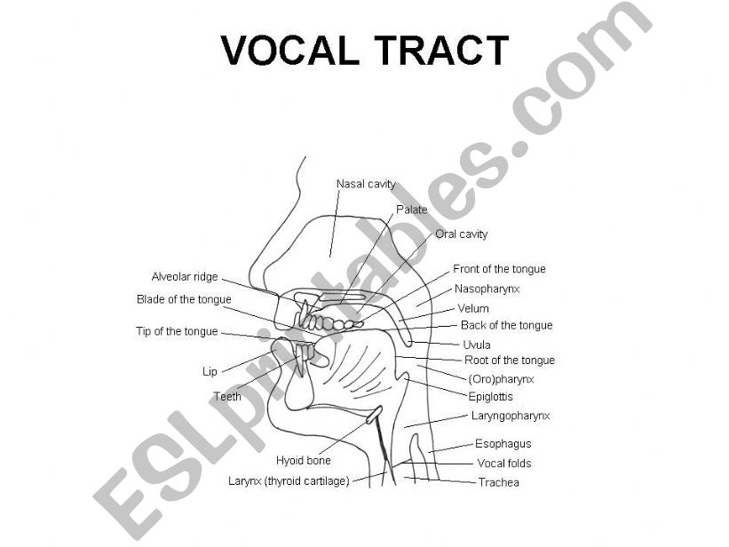 Vocal Tract powerpoint