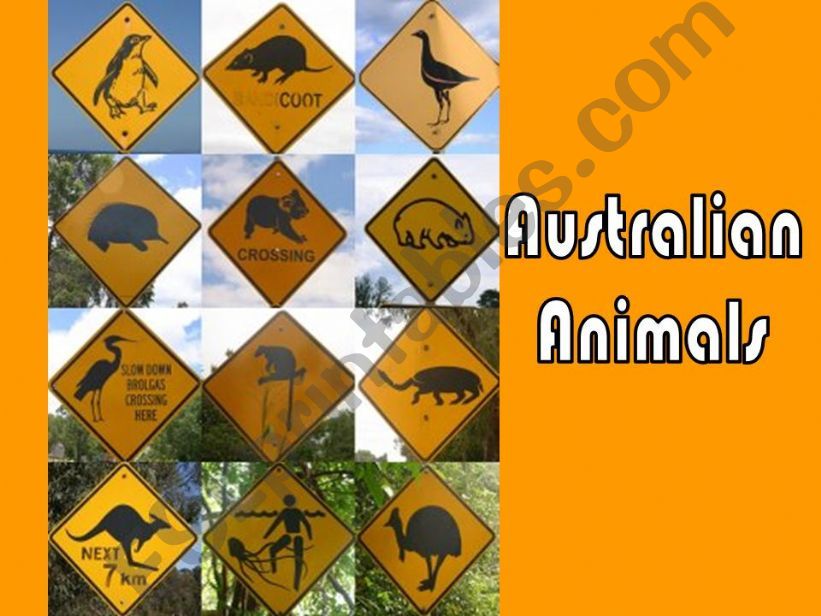 Australian animals powerpoint