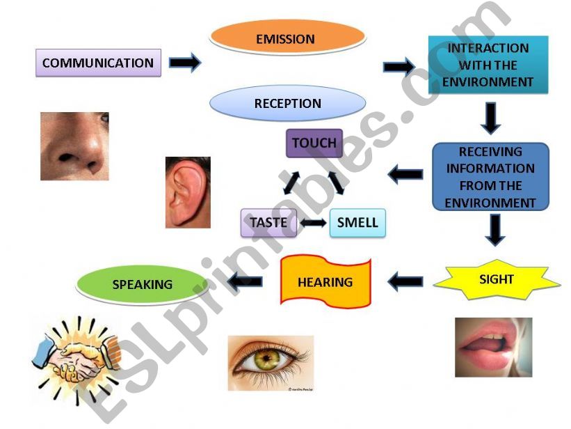 Science/ English senses powerpoint