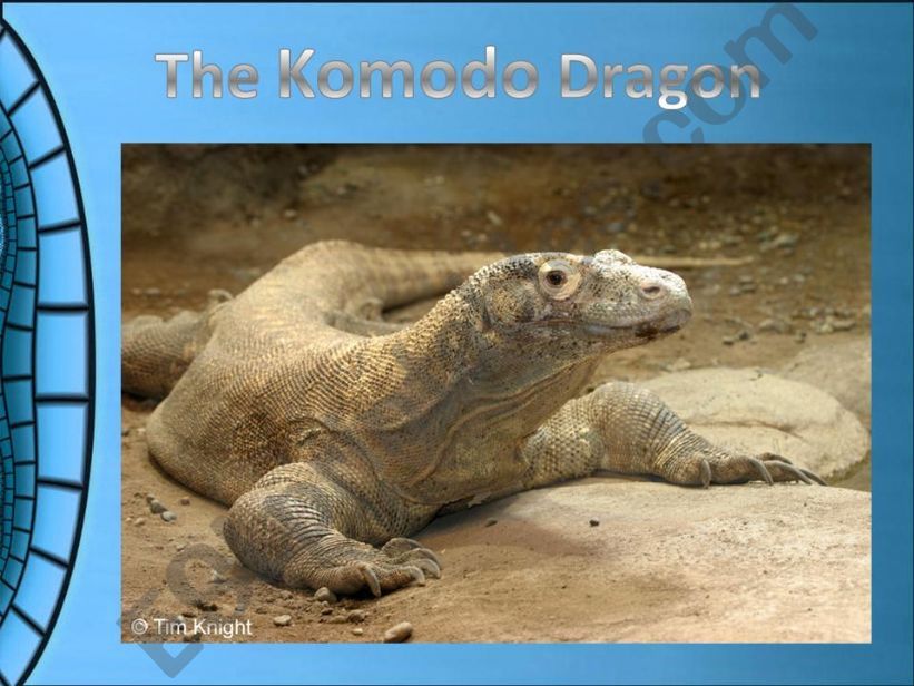 THE KOMODO DRAGON powerpoint