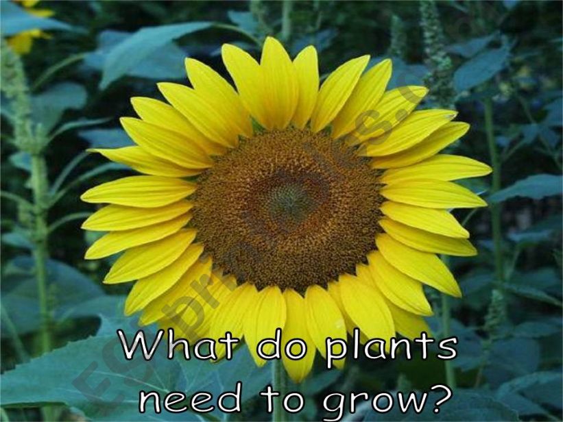 What do plants need to grow? powerpoint