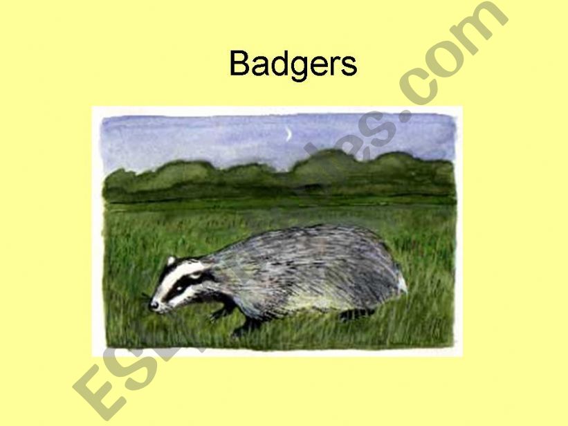 Badgers powerpoint