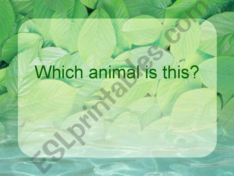 Which animal is this? 1 powerpoint