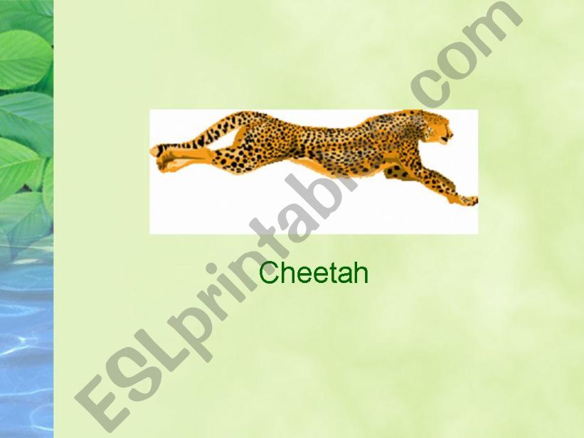 Which animal is this? 2 powerpoint