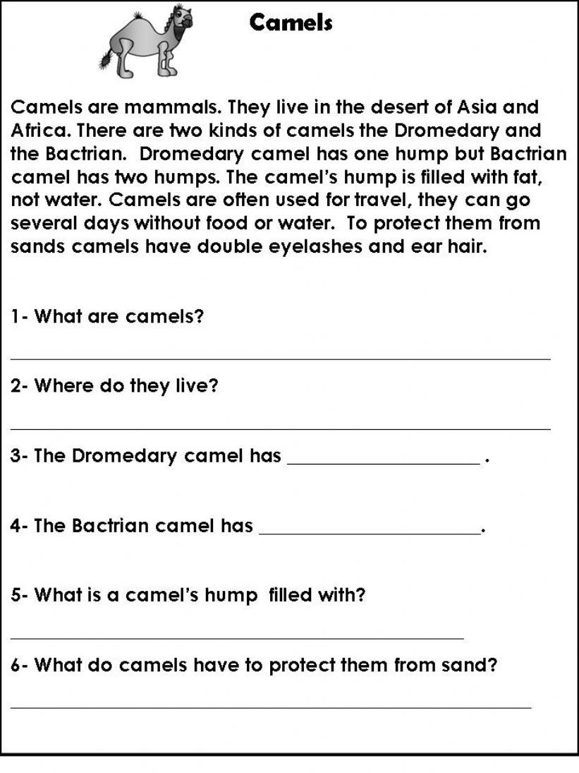 Camels Fact powerpoint