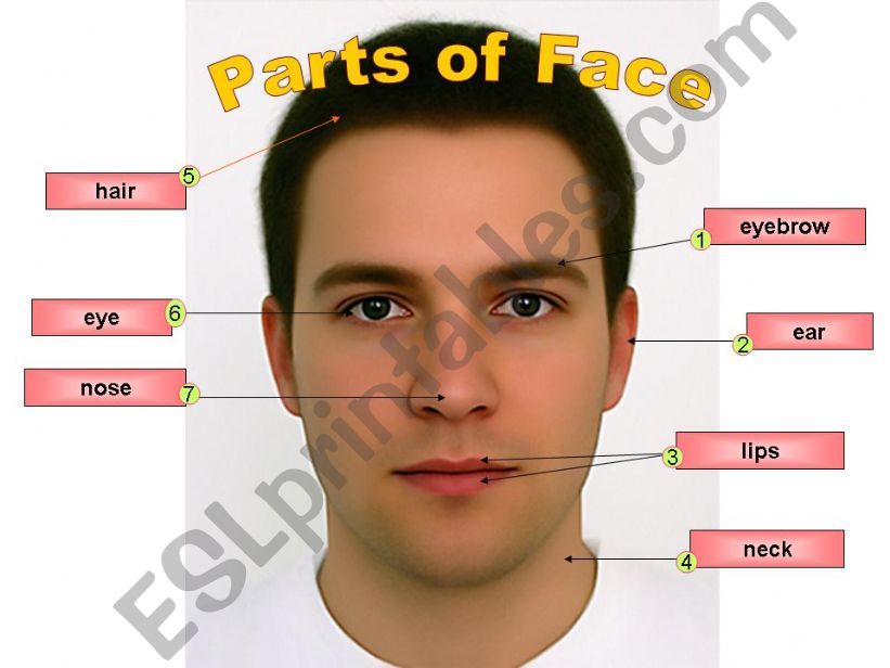 Parts of Face powerpoint