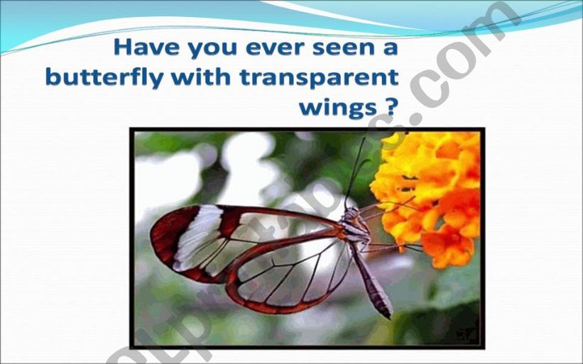 Transparent Butterfly powerpoint