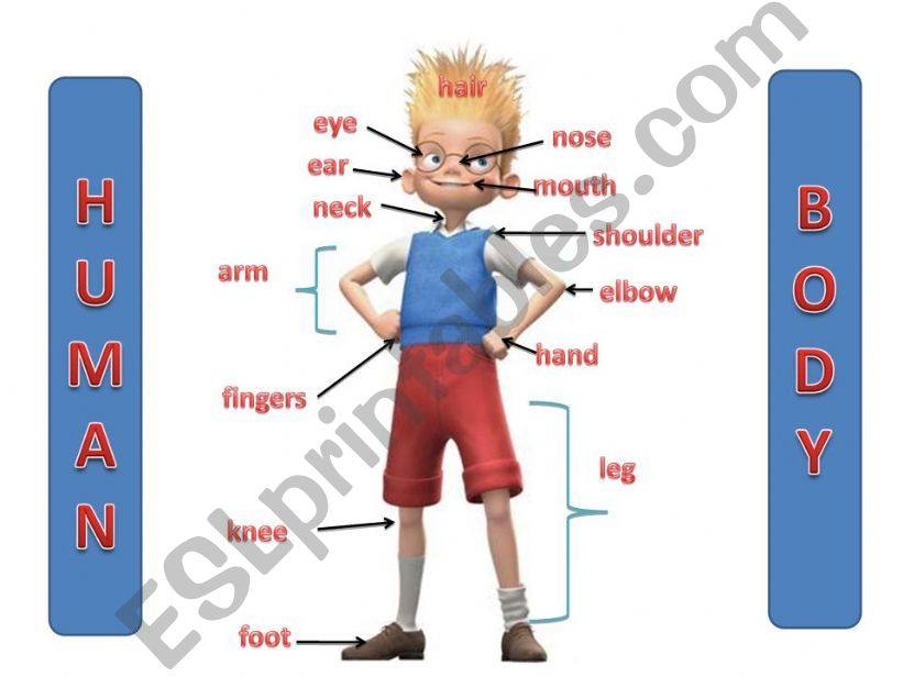 PARTS OF THE BODY powerpoint