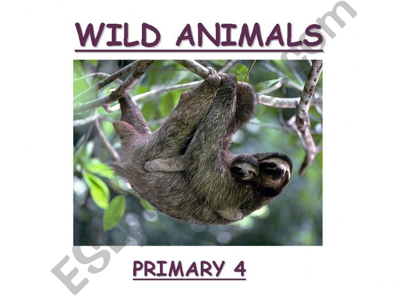 WILD ANIMALS powerpoint