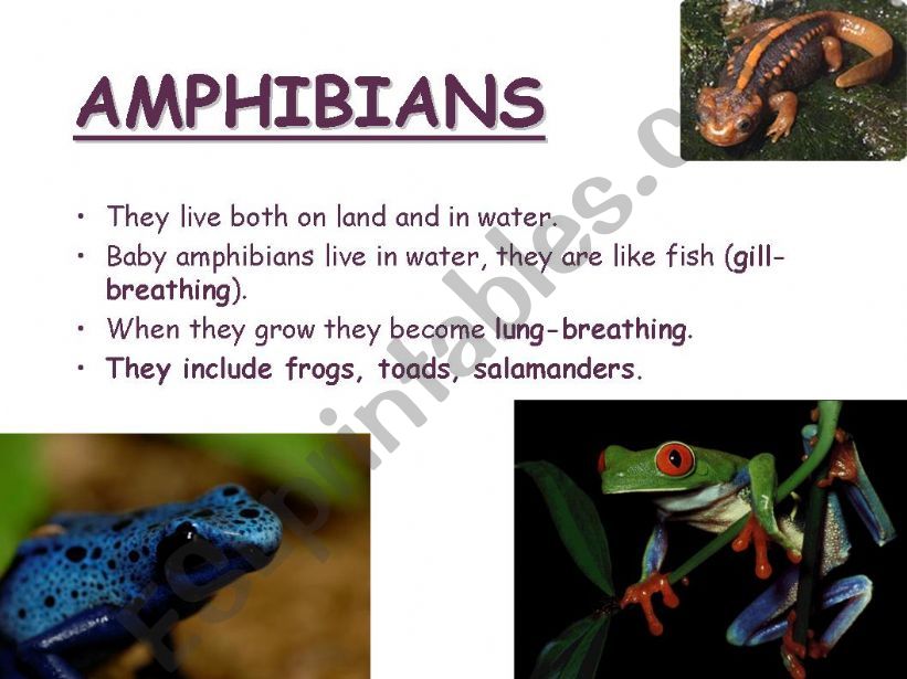 WILD ANIMALS PART2 powerpoint