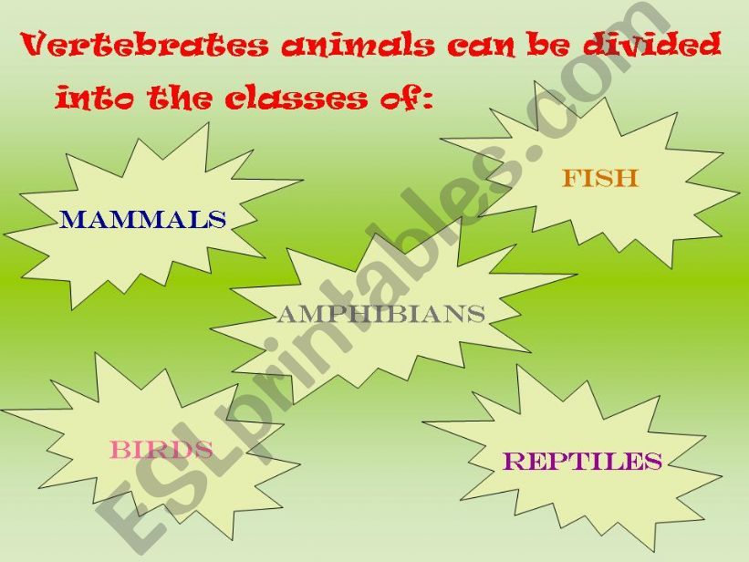 Vertebrates - Animals powerpoint