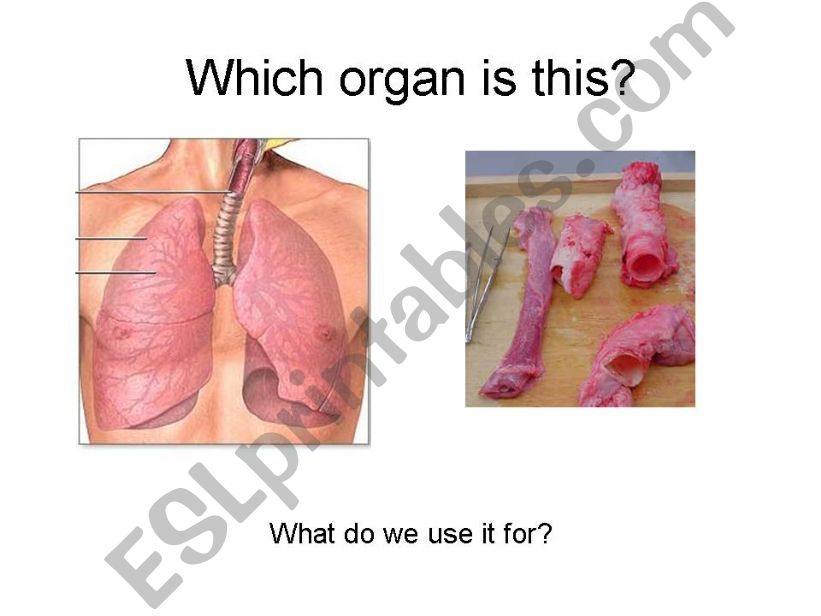 Our Respiratory System powerpoint