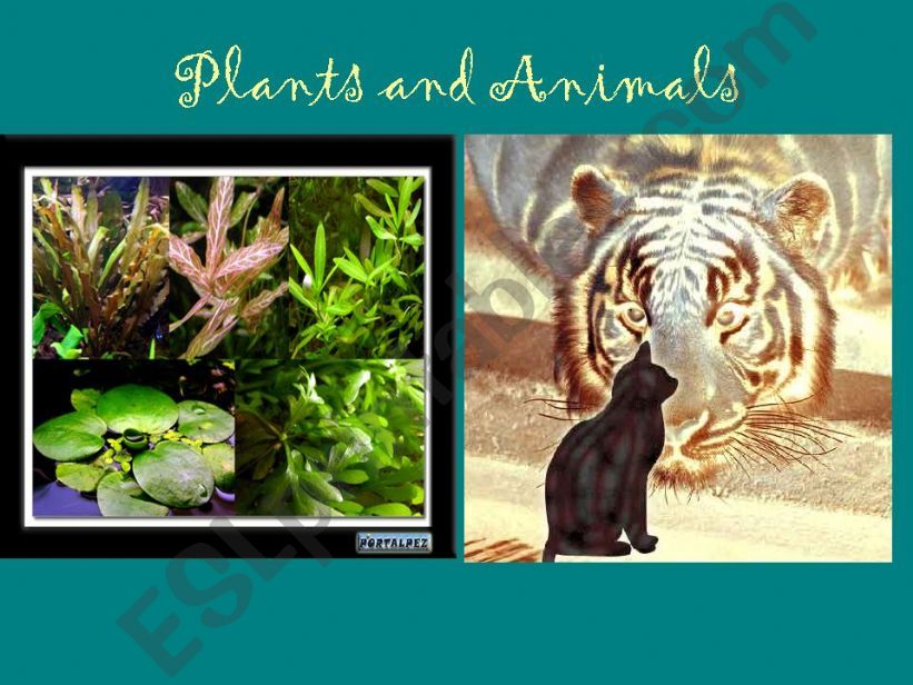 Plants and Animals powerpoint