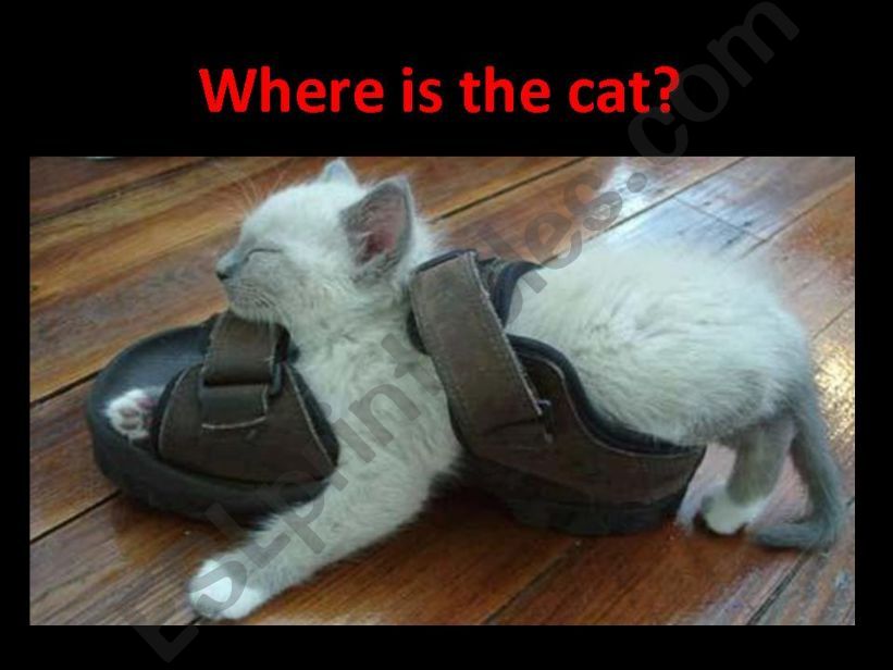 Where is the cat? Part 1 powerpoint