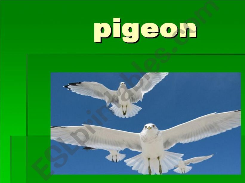 pigeon flashcard powerpoint