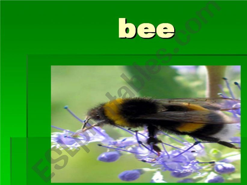 bee flashcard powerpoint
