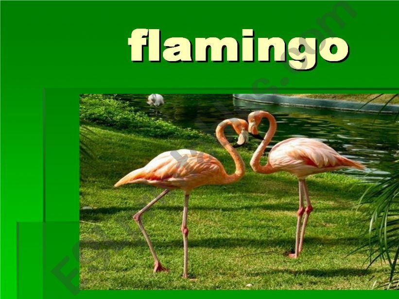 flamingo flashcard powerpoint