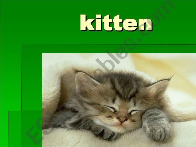 kitten flashcard powerpoint