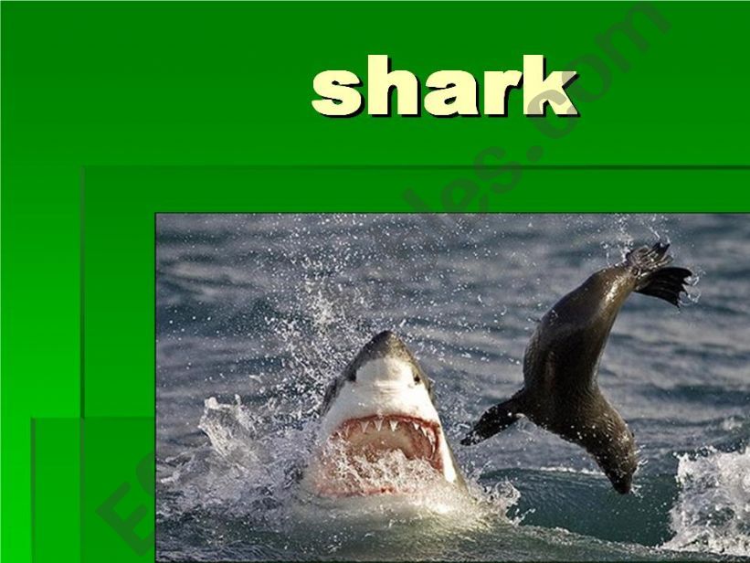 shark powerpoint