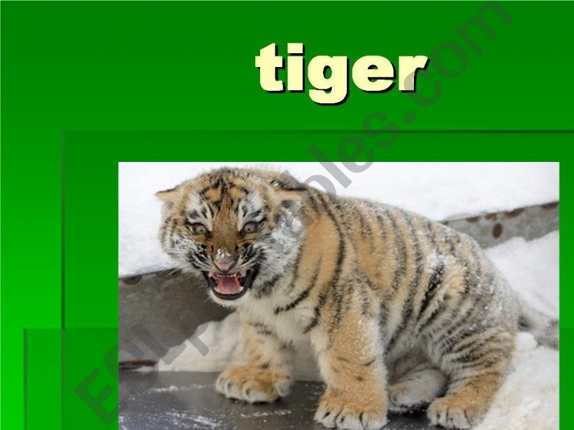 tiger powerpoint