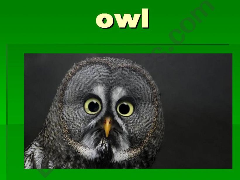 owl powerpoint