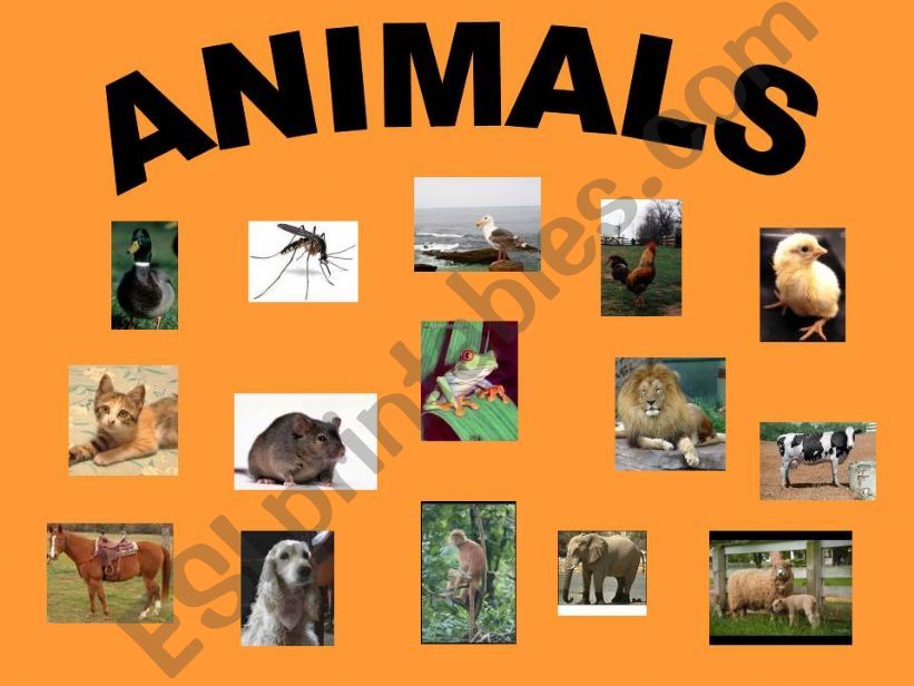 animal part one powerpoint