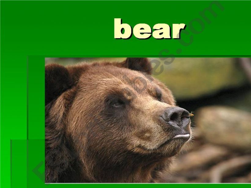 bear powerpoint